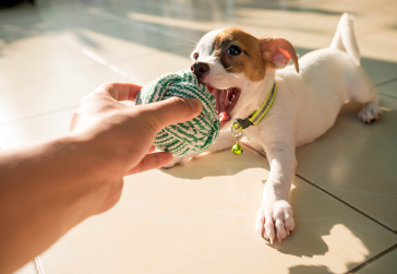 Petisco para adestramento de cachorro - Doglicious