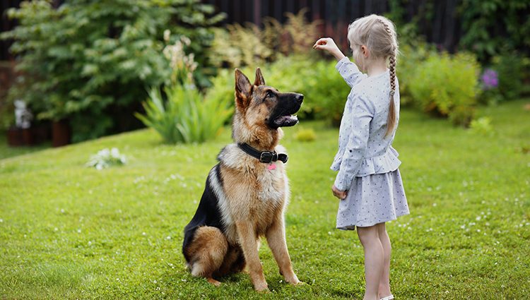 Adestramento de cães: como ensinar o cachorro a sentar - Doglicious