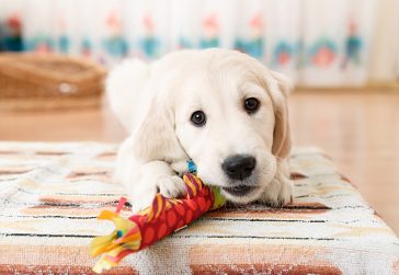 Brincar com cachorro: saiba como deixar esse momento mais divertido - Doglicious
