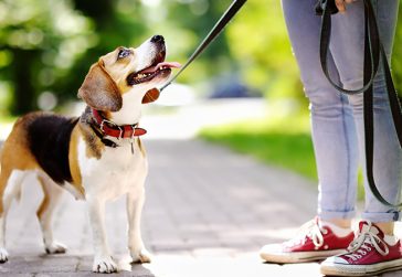 Passear com cachorro: qual a frequência e os cuidados importantes? - Doglicious