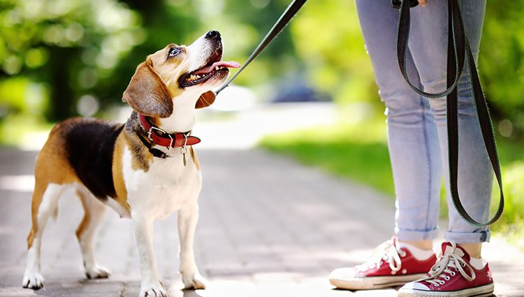 Passear com cachorro: qual a frequência e os cuidados importantes? - Doglicious