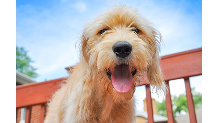 Petiscos para cachorro: saiba como podem ajudar seu cão na higiene bucal - Doglicious