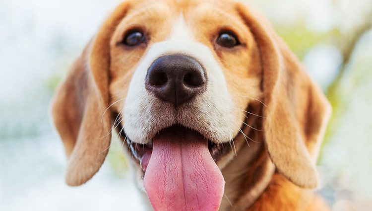 Cachorro com mau hálito: como os biscoitos ajudam a evitar? - Doglicious