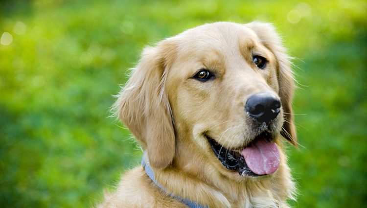 5 coisas que deixam seu cachorro babando - Doglicious