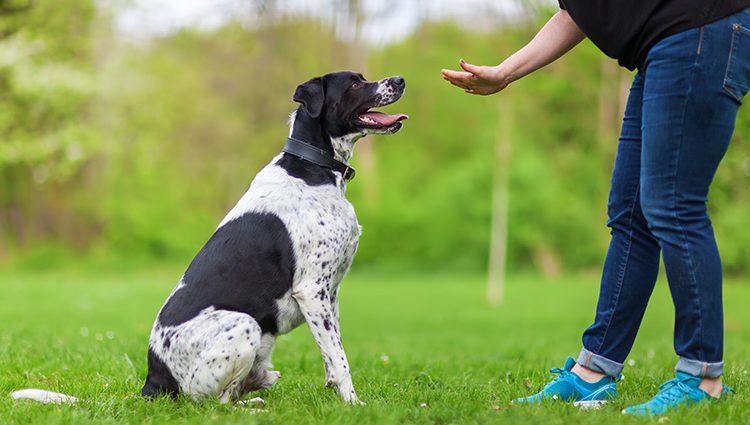 Adestramento de cães: como ensinar o comando não - Doglicious