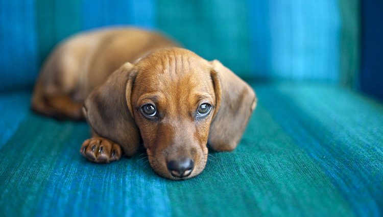 5 formas de ajudar cachorro chorando muito à noite - Doglicious