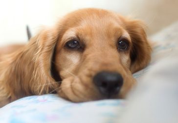 Cachorro intoxicado: sintomas e tratamento - Doglicious