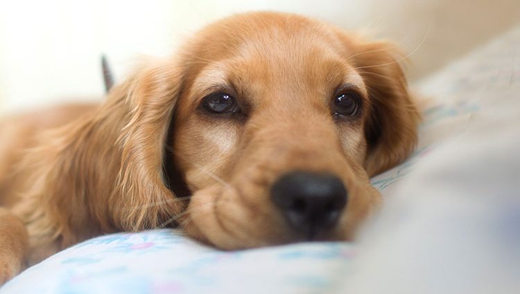Cachorro intoxicado: sintomas e tratamento - Doglicious